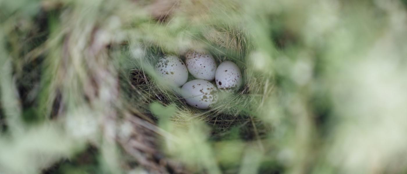 Looking down through the grass at a birds nest with four eggs in it